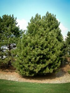 Сосна Чёрная (Pinus Nigra) купить по цене от 270.00р. в интернет-магазине «Посадика» с доставкой почтой в в Фроловое и по всей России – [изображение №1].