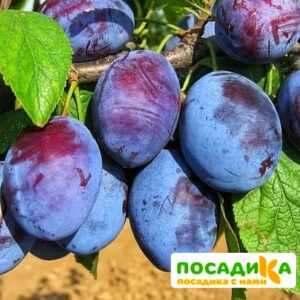 Слива Чачакская ранняя купить по цене от 229.00р. в интернет-магазине «Посадика» с доставкой почтой в в Фроловое и по всей России – [изображение №1].