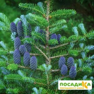 Пихта корейская (Abies koreana) купить по цене от 450.00р. в интернет-магазине «Посадика» с доставкой почтой в в Фроловое и по всей России – [изображение №1].