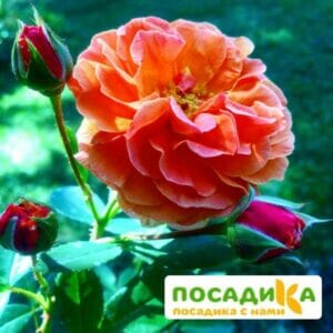 Роза Арабия купить по цене от 350.00р. в интернет-магазине «Посадика» с доставкой почтой в в Фроловое и по всей России – [изображение №1].