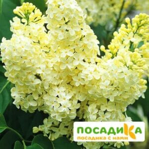 Сирень Примроуз (Primrose) купить по цене от 529.00р. в интернет-магазине «Посадика» с доставкой почтой в в Фроловое и по всей России – [изображение №1].