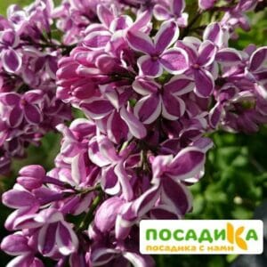 Сирень Сенсация купить по цене от 529.00р. в интернет-магазине «Посадика» с доставкой почтой в в Фроловое и по всей России – [изображение №1].