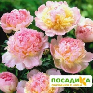 Пион Распберри Сандей (Paeonia Raspberry Sundae) купить по цене от 959р. в интернет-магазине «Посадика» с доставкой почтой в в Фроловое и по всей России – [изображение №1].