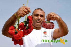 Клубника Гигант Джорнея купить по цене от 266р. в интернет-магазине «Посадика» с доставкой почтой в в Фроловое и по всей России – [изображение №1].