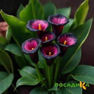 Калла Аура Лейс купить по цене от 400р. в интернет-магазине «Посадика» с доставкой почтой в в Фроловое и по всей России – [изображение №1].