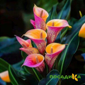 Калла Оникс купить по цене от 450р. в интернет-магазине «Посадика» с доставкой почтой в в Фроловое и по всей России – [изображение №1].