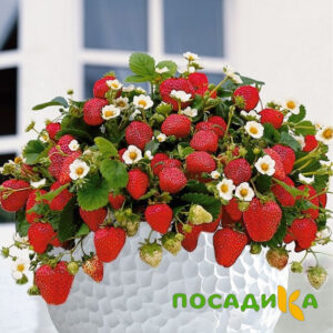 Клубника Рубиновый Шепот (горшечная) купить по цене от 240р. в интернет-магазине «Посадика» с доставкой почтой в в Фроловое и по всей России – [изображение №1].