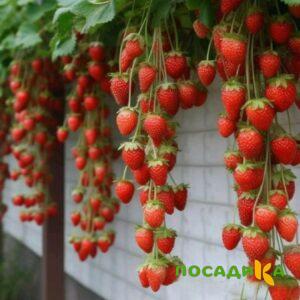 Клубника вьющаяся Комплимент купить по цене от 470р. в интернет-магазине «Посадика» с доставкой почтой в в Фроловое и по всей России – [изображение №1].