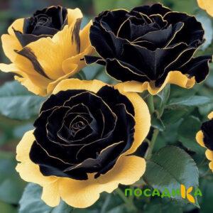 Роза Ханни Сикл купить по цене от 700р. в интернет-магазине «Посадика» с доставкой почтой в в Фроловое и по всей России – [изображение №1].