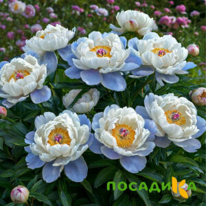 Пион акварельный Этюд купить по цене от 806р. в интернет-магазине «Посадика» с доставкой почтой в в Фроловое и по всей России – [изображение №1].