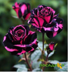 Роза Багровый Шепот купить по цене от 366р. в интернет-магазине «Посадика» с доставкой почтой в в Фроловое и по всей России – [изображение №1].