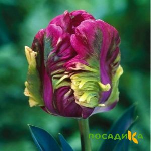 Тюльпан Экзотик Хэвен купить по цене от 186р. в интернет-магазине «Посадика» с доставкой почтой в в Фроловое и по всей России – [изображение №1].