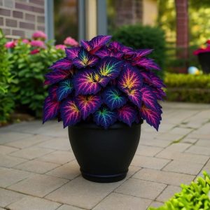 Хоста Фрости Блю купить по цене от 389р. в интернет-магазине «Посадика» с доставкой почтой в в Фроловое и по всей России – [изображение №1].